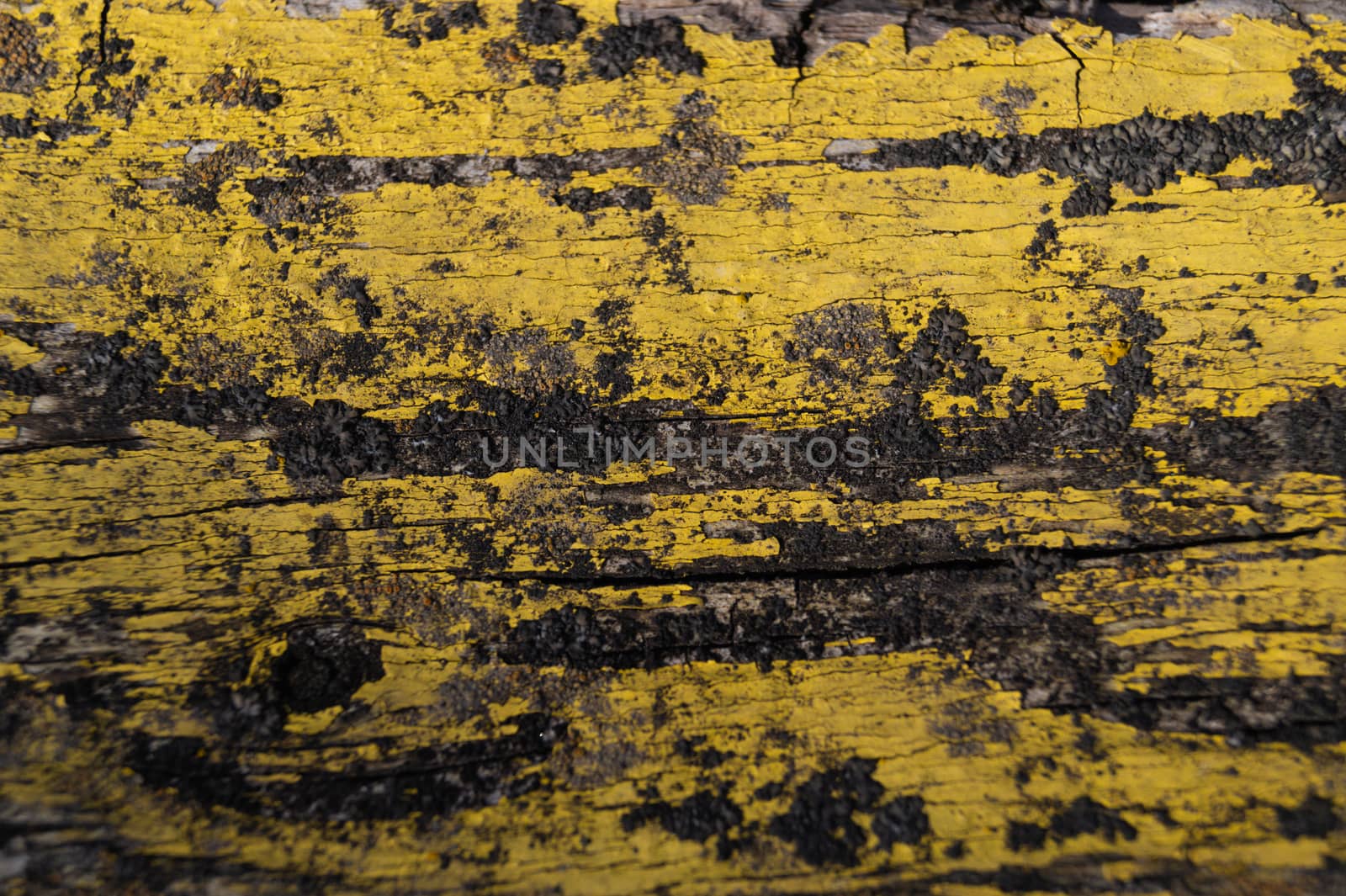 A part of old yellow wooden fence. The yellow paint on wood is old and cracked. Perfect painted wooden texture.