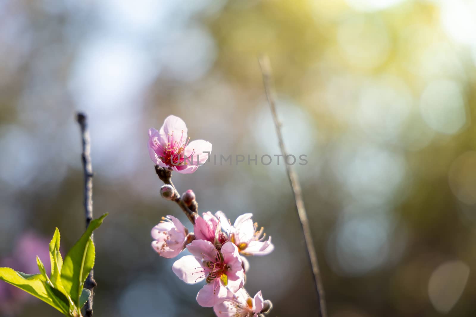 Sakura flowers blooming blossom in Chiang Mai, Thailand, nature background