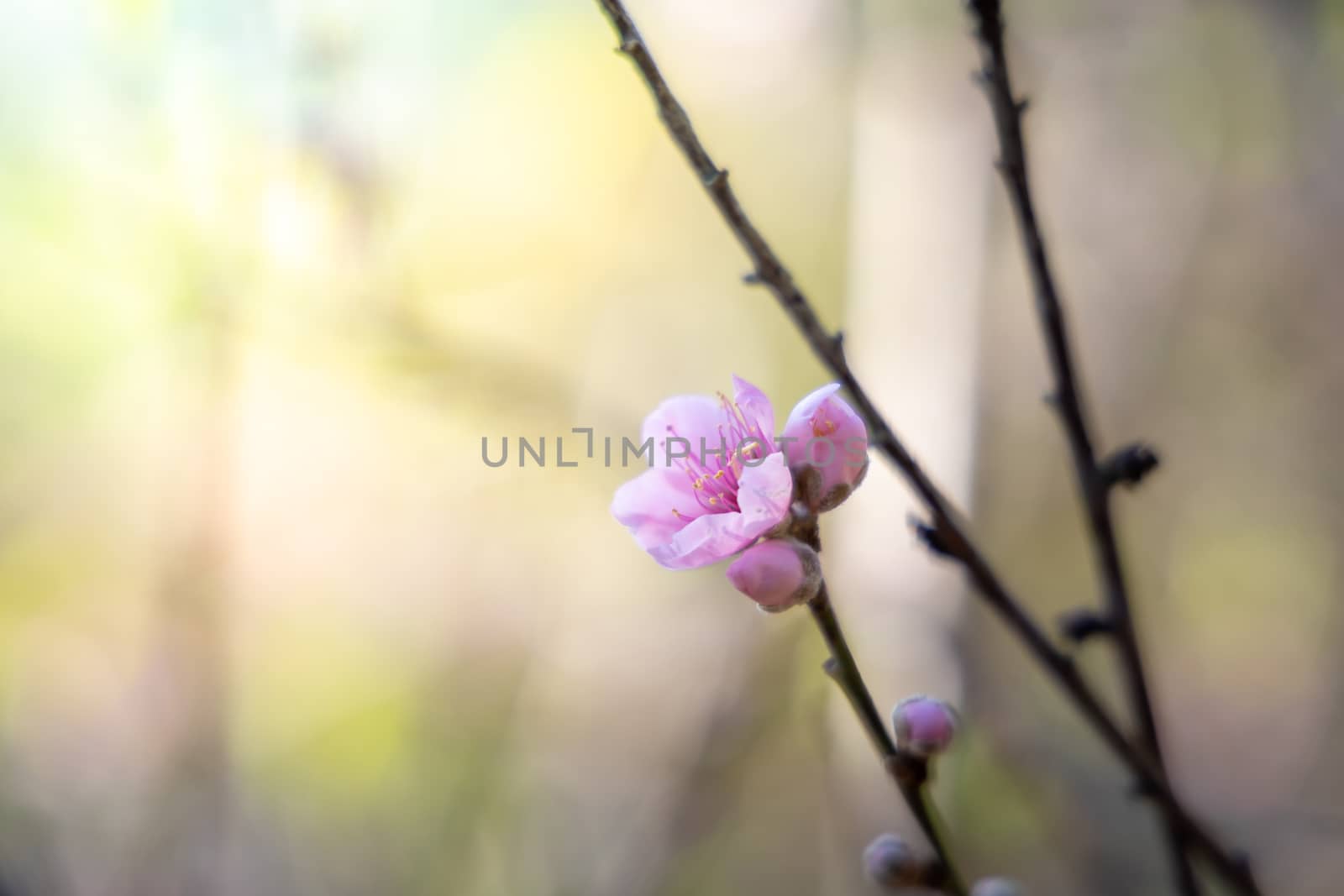 Sakura flowers blooming blossom in Chiang Mai, Thailand, nature background