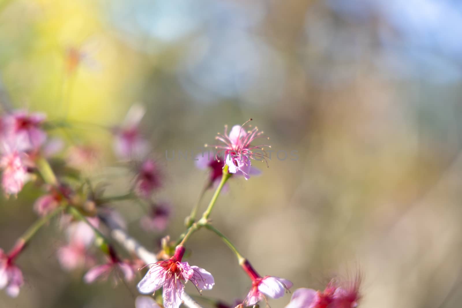 Sakura flowers blooming blossom in Chiang Mai, Thailand, nature background