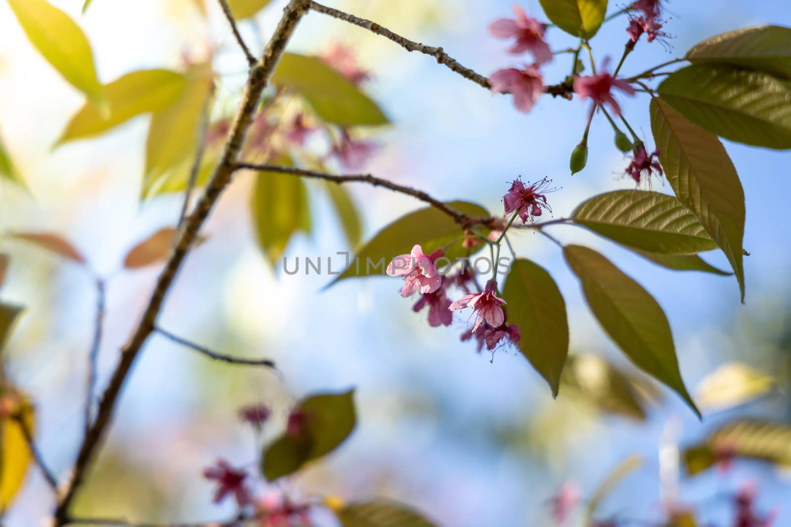 Sakura flowers blooming blossom in Chiang Mai, Thailand, nature background