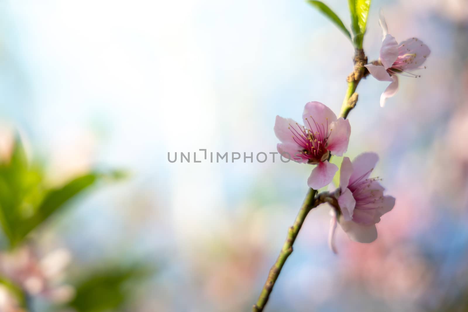 Sakura flowers blooming blossom in Chiang Mai, Thailand, nature background