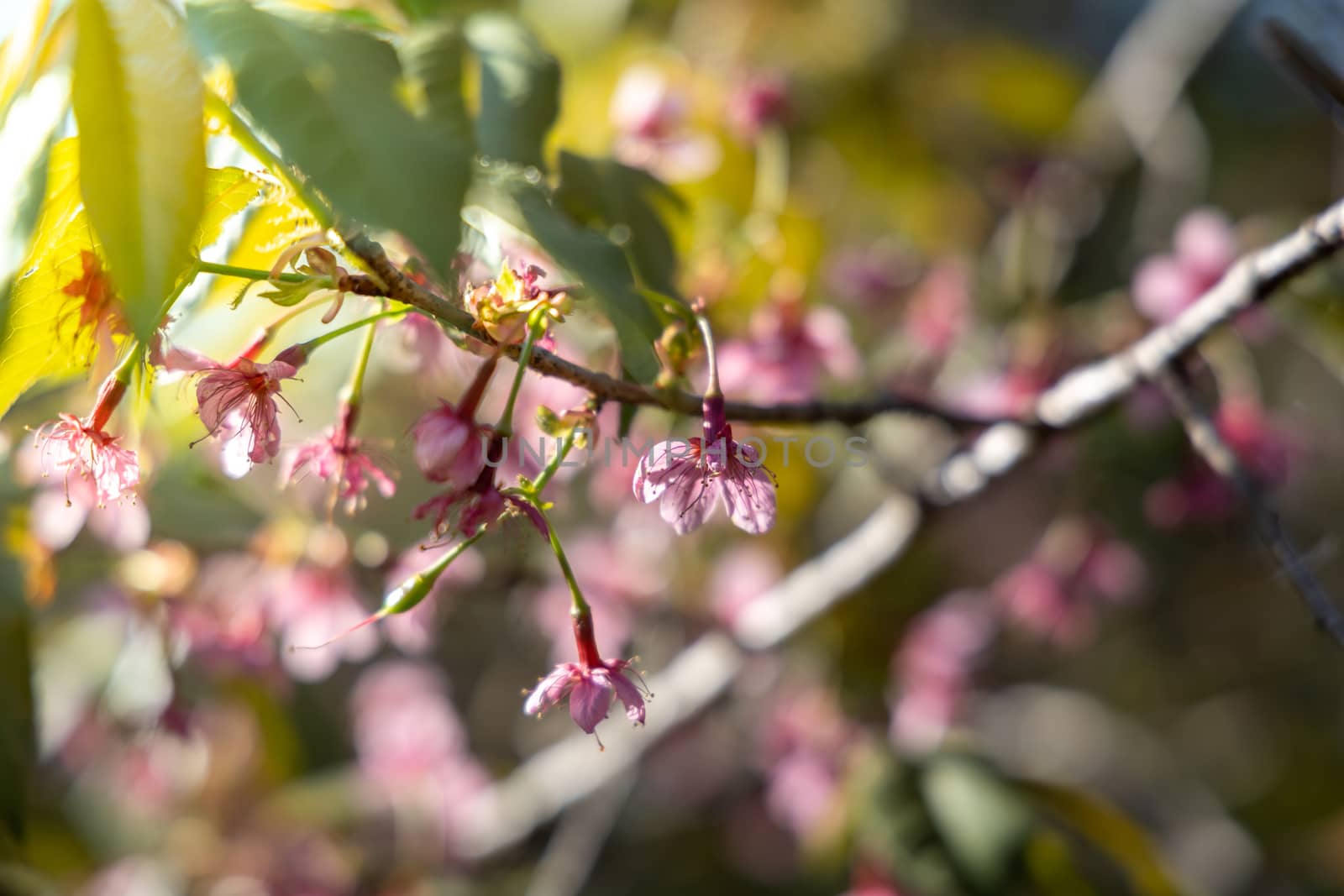 Sakura flowers blooming blossom in Chiang Mai, Thailand, nature background