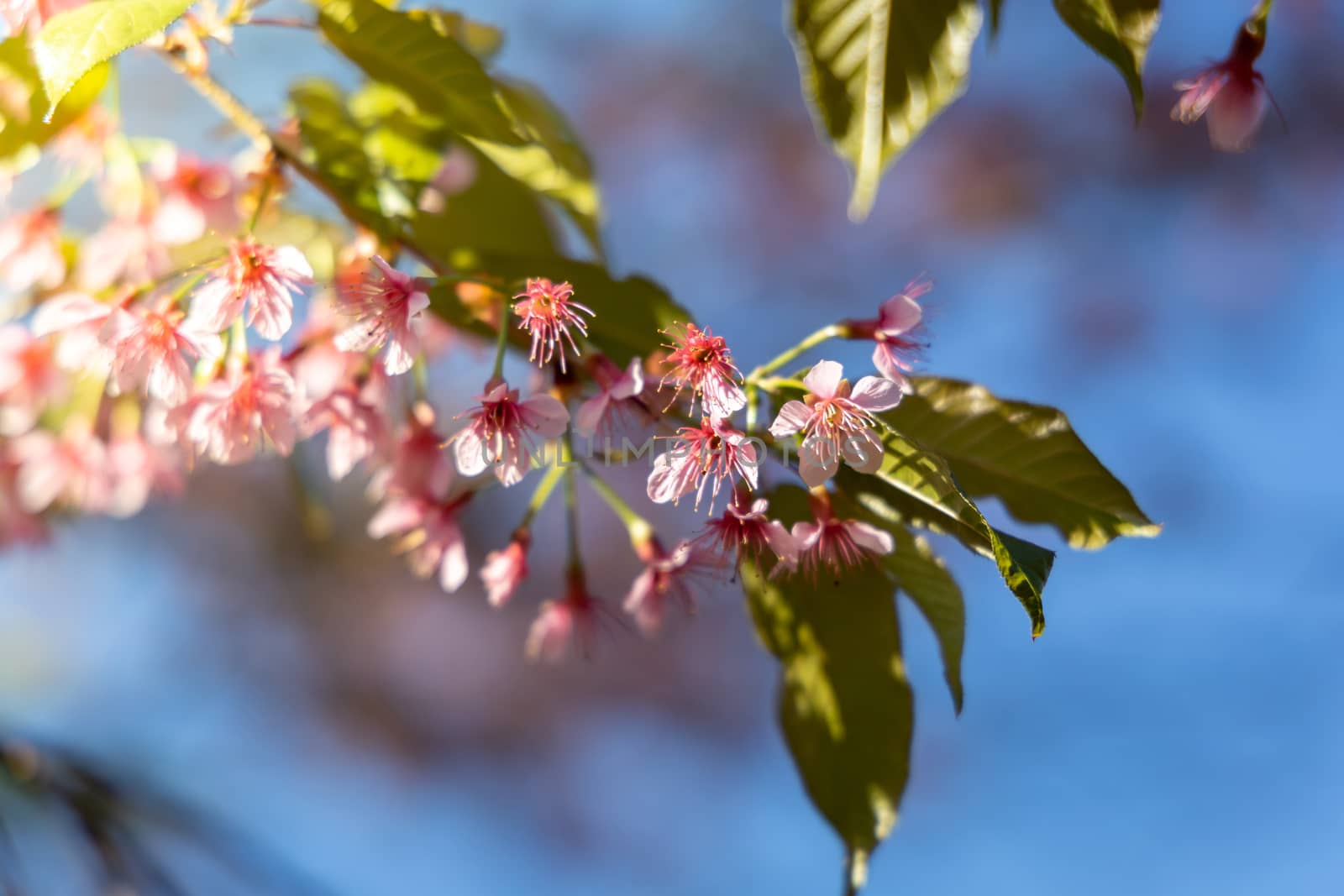 Sakura flowers blooming blossom in Chiang Mai, Thailand, nature background