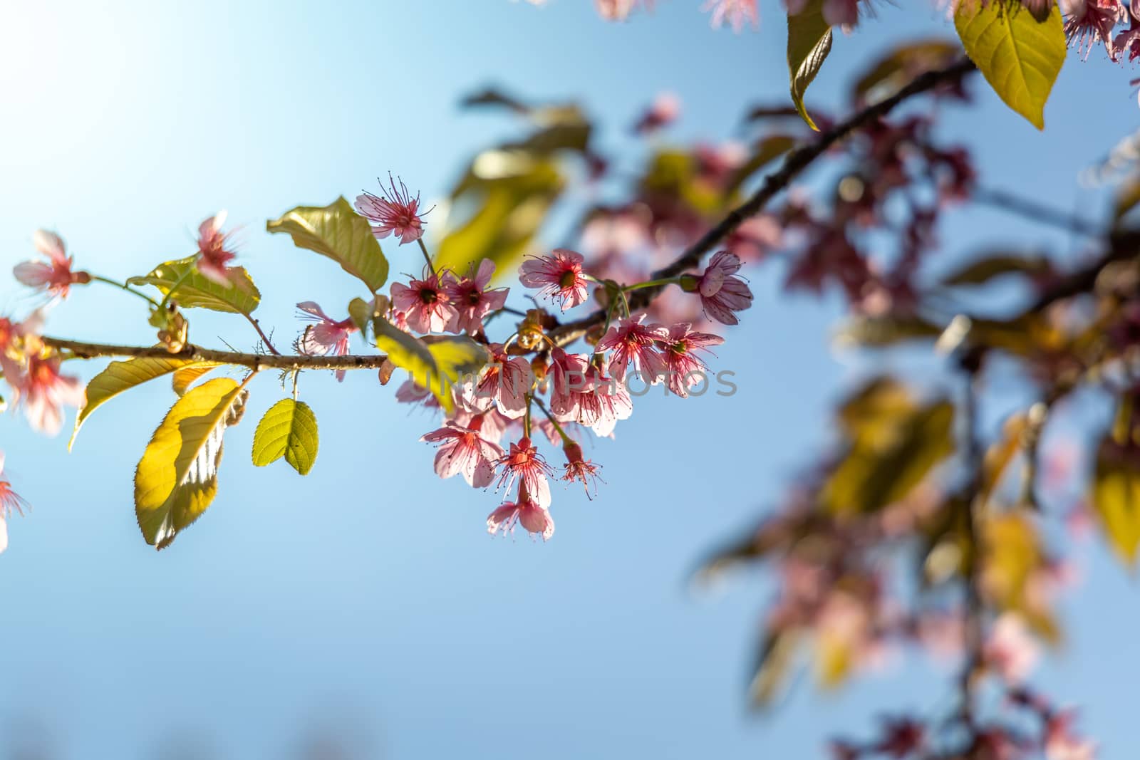 Sakura flowers blooming blossom in Chiang Mai, Thailand, nature background