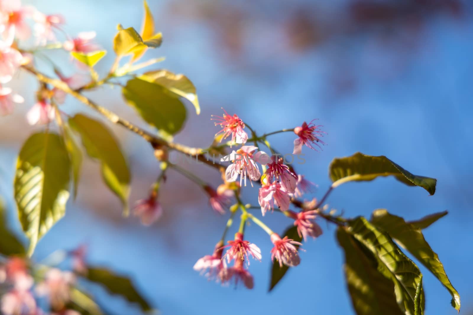 Sakura flowers blooming blossom in Chiang Mai, Thailand, nature background