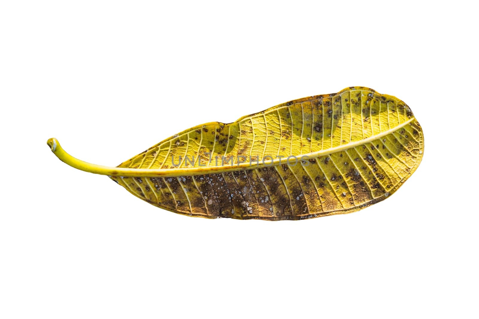 The Close up Yellow tropical leaf (Plumeria, Frangipani) isolated on white background