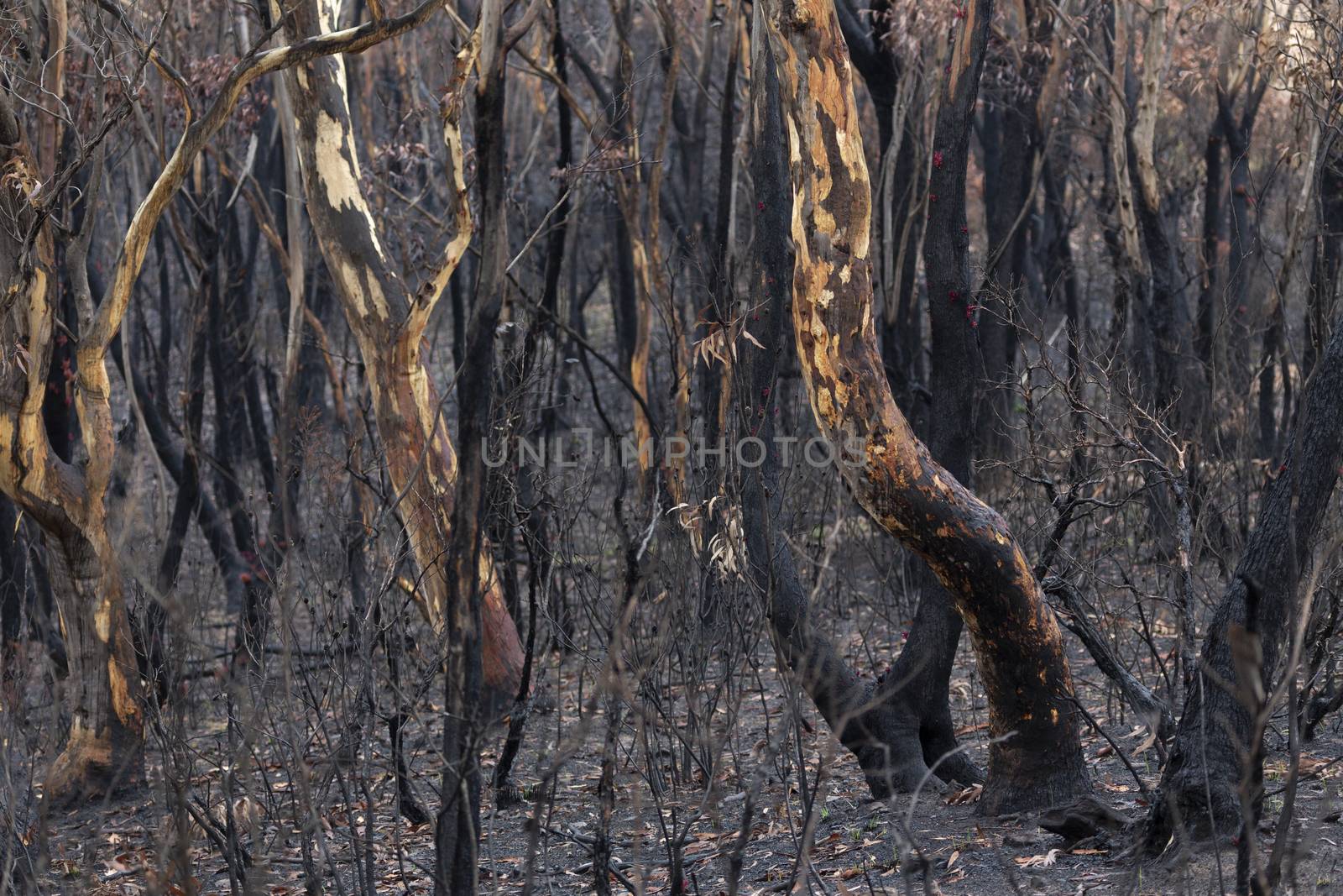 Australian bush fires, burnt landscape of trees after the fires of 2019-2020.  Some trees showing signs of regeneration just days later