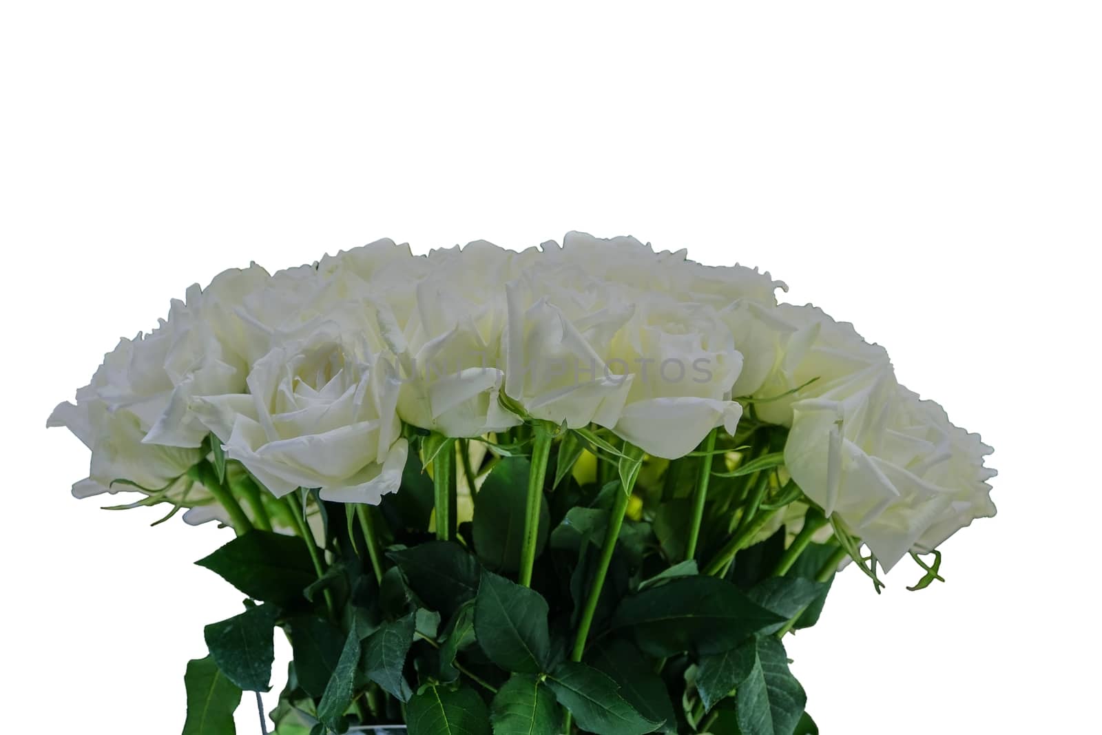 The Closeup of Wedding bouquet of White Rose isolated on white background