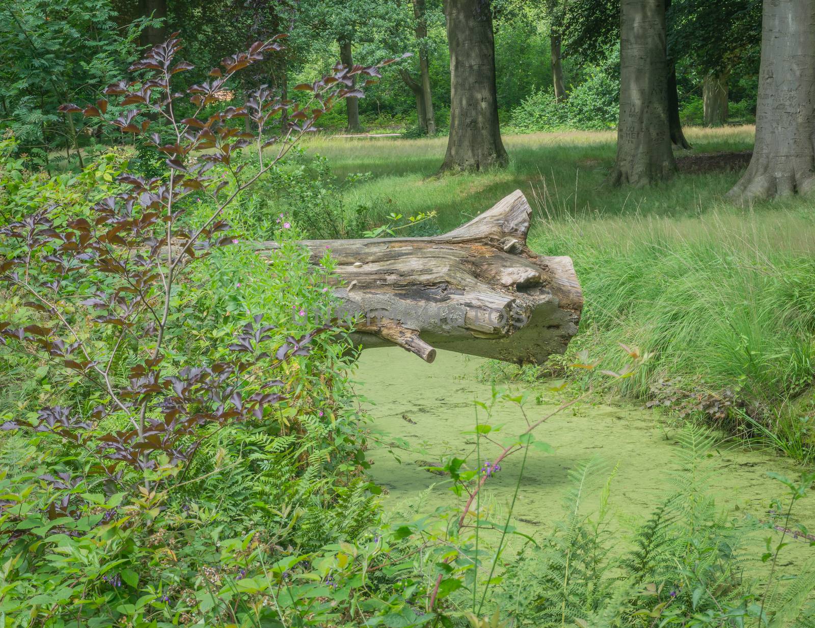 fallen decaying tree above the river forest landscape