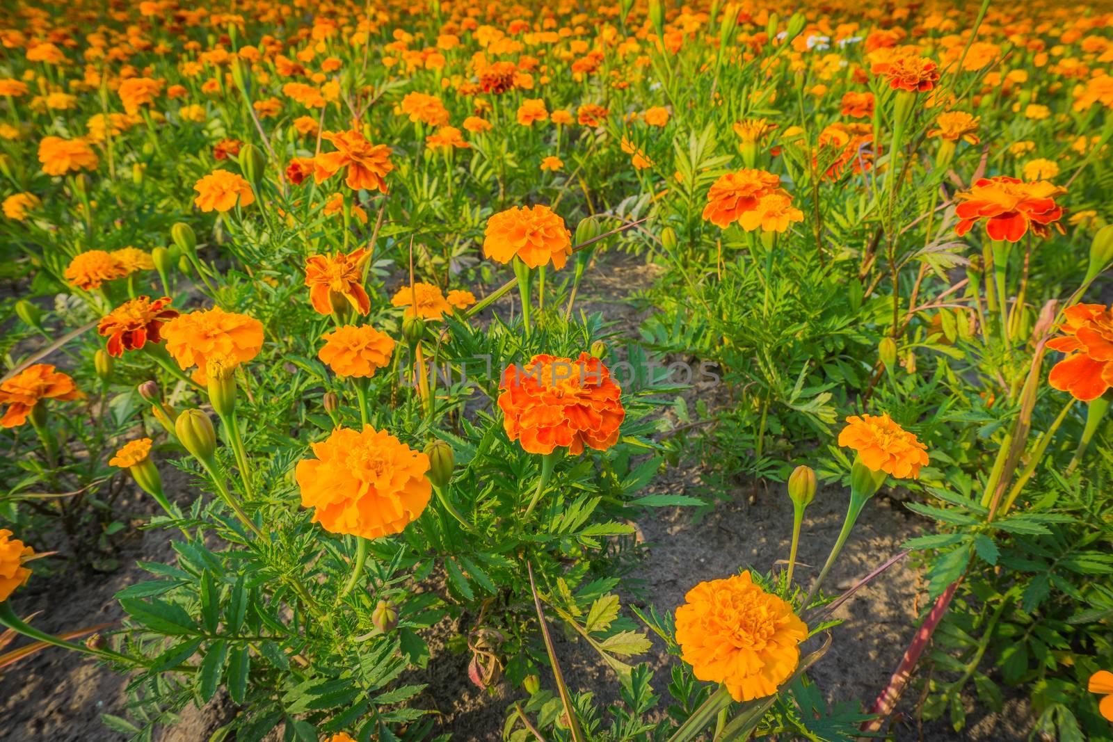big field of orange and red marigold flowers in close up