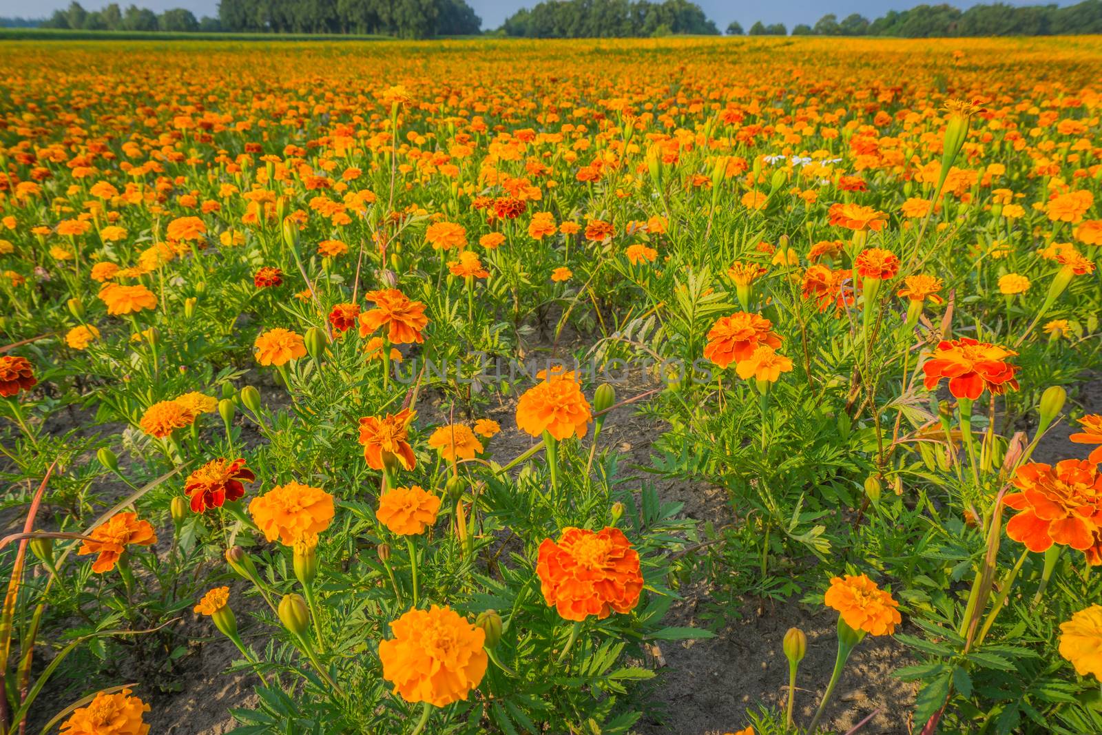 huge field of yellow and orange marigold flowers in macro close up by charlottebleijenberg