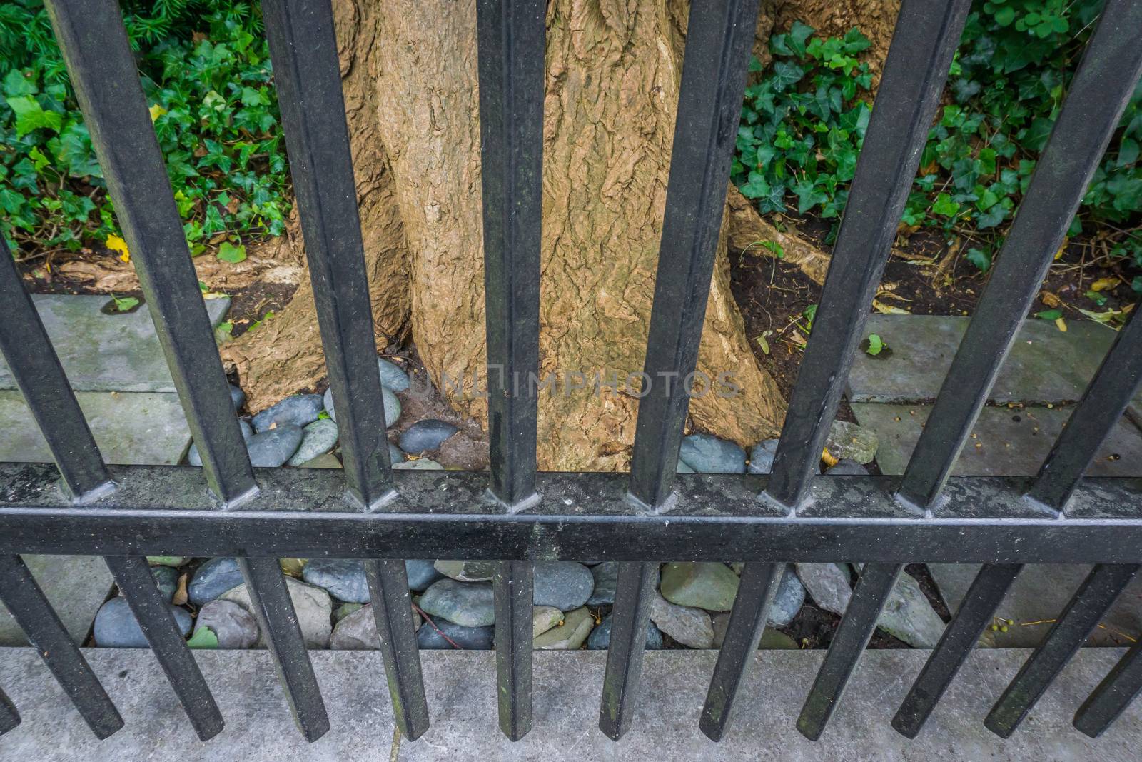 Park tree behind a fence with bars in close up