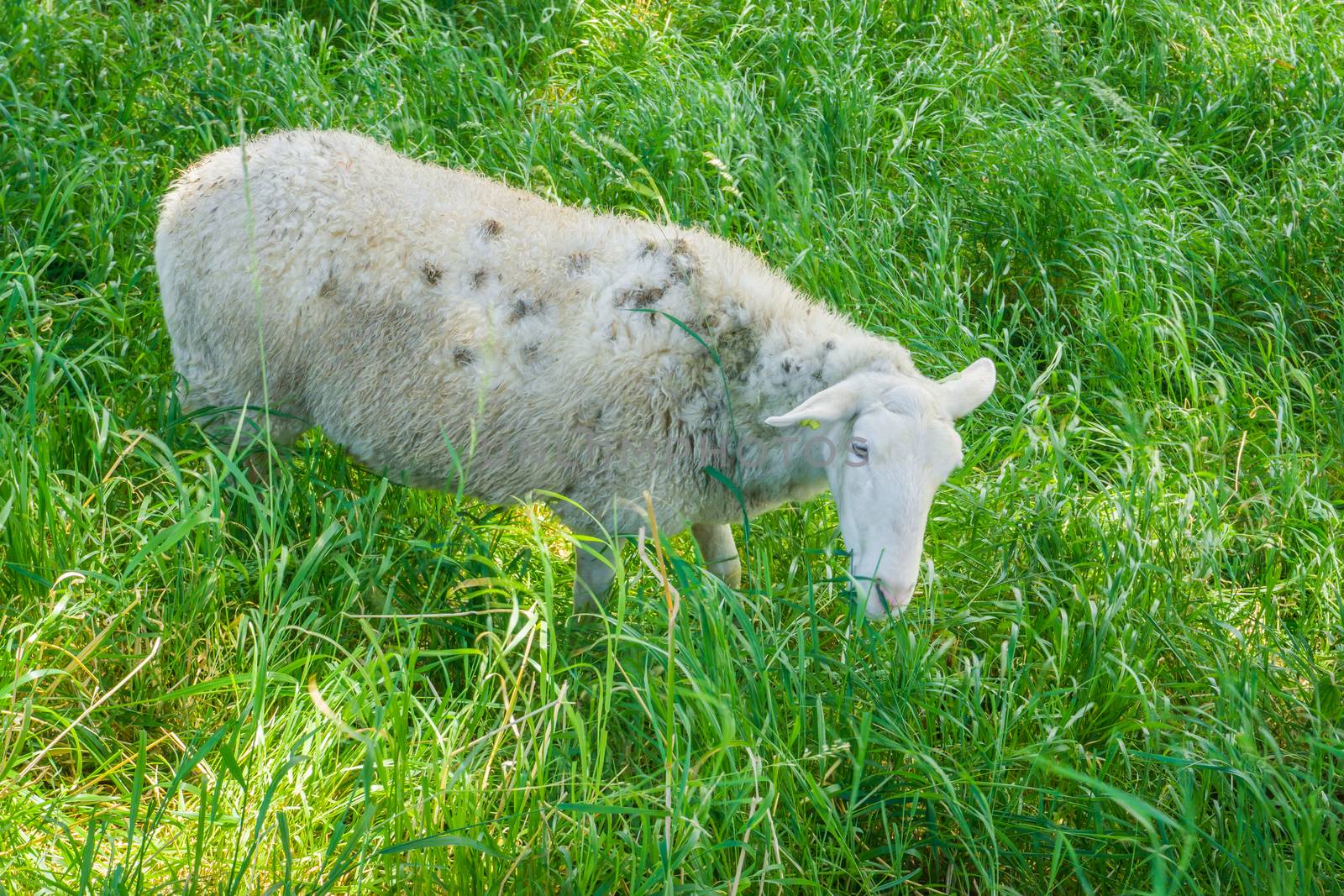 single white sheep in close up grazing in the grass pasture