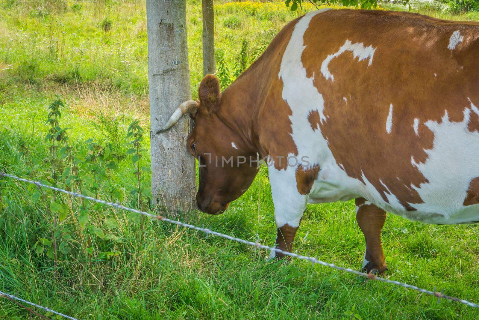 horned brown cow bumping his head against a tree trunk by charlottebleijenberg