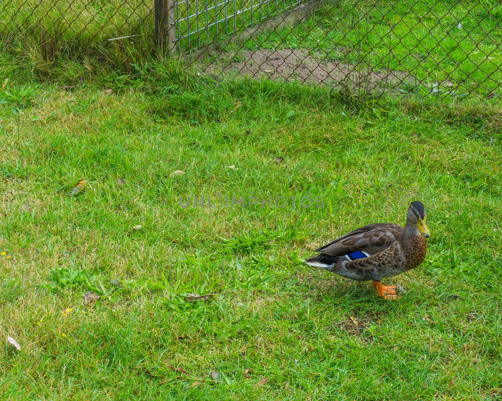 wild multiple colored duck standing in the grass by charlottebleijenberg