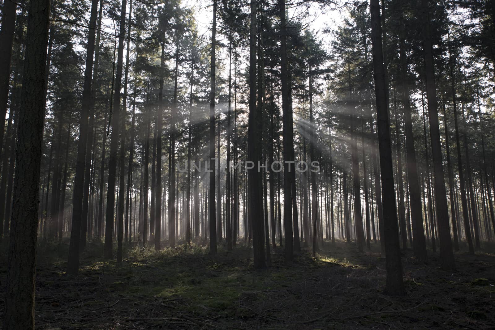 sunlight and sunbeams in the forest in nunspeet in holland park veluwe