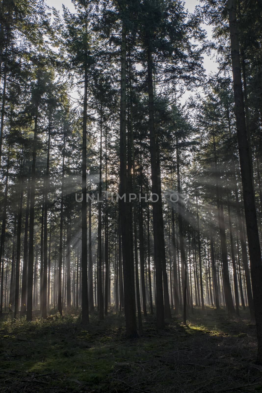 sunlight and sunbeams in the forest in nunspeet in holland park veluwe