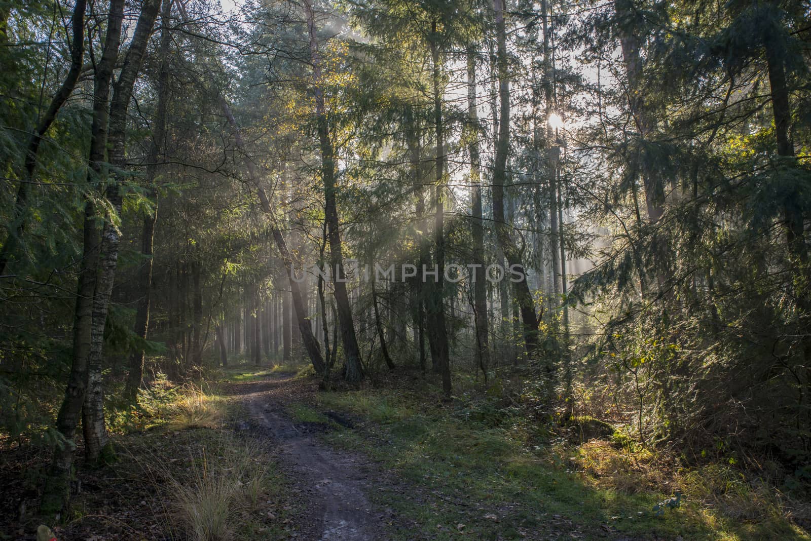 sunlight and sunbeams in the forest in nunspeet in holland park veluwe