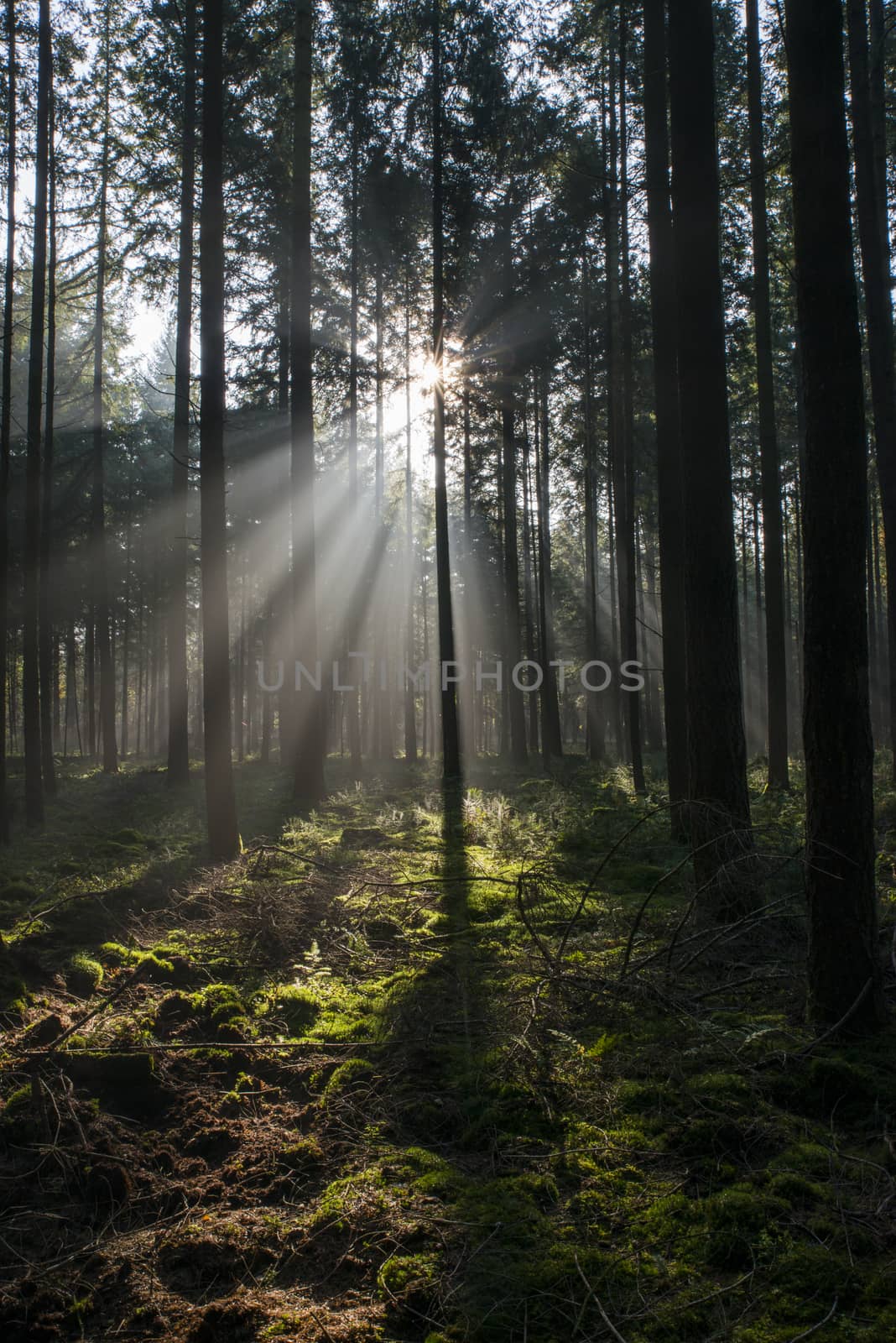 sunbeam in forest in holland by compuinfoto