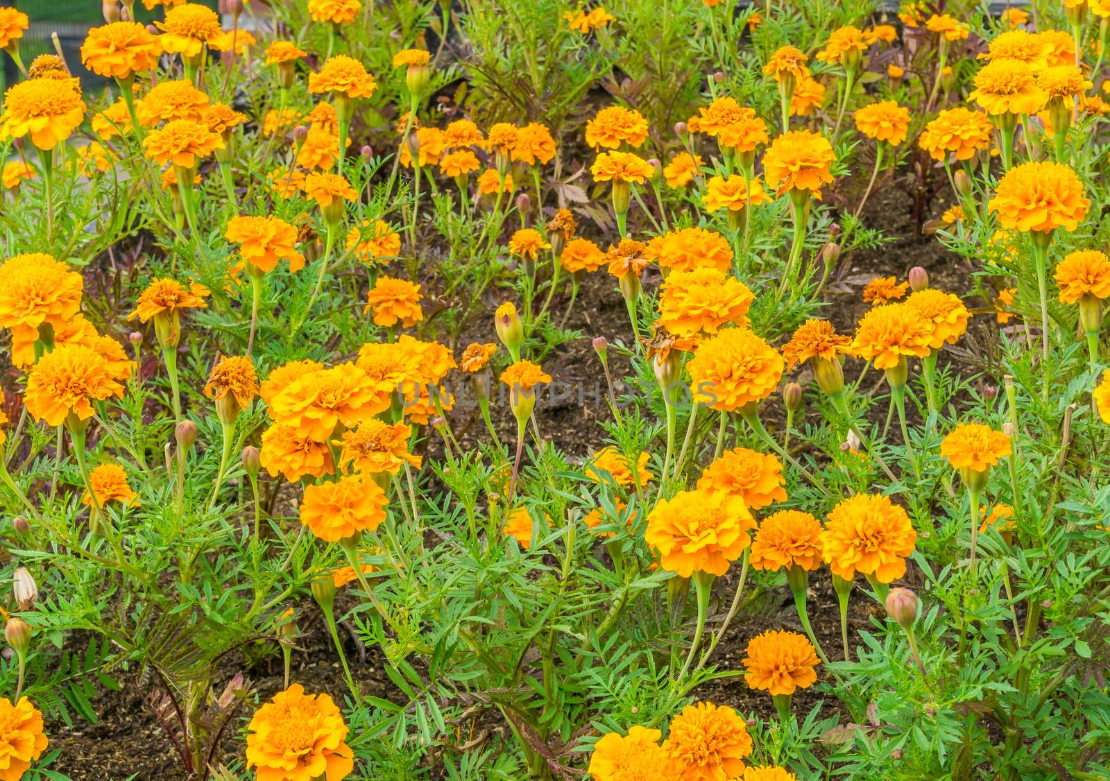 field of orange carnations in close up by charlottebleijenberg