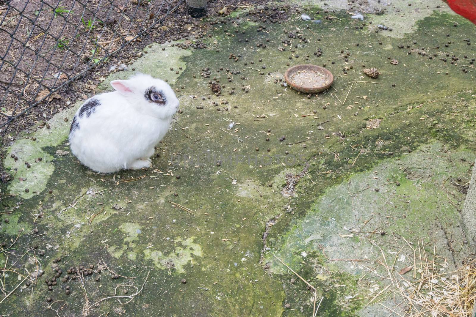 cute fluffy white rabbit sitting on the ground in close up