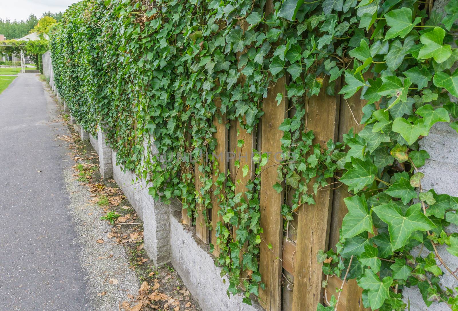 ivy growing on the wall and fence palisade