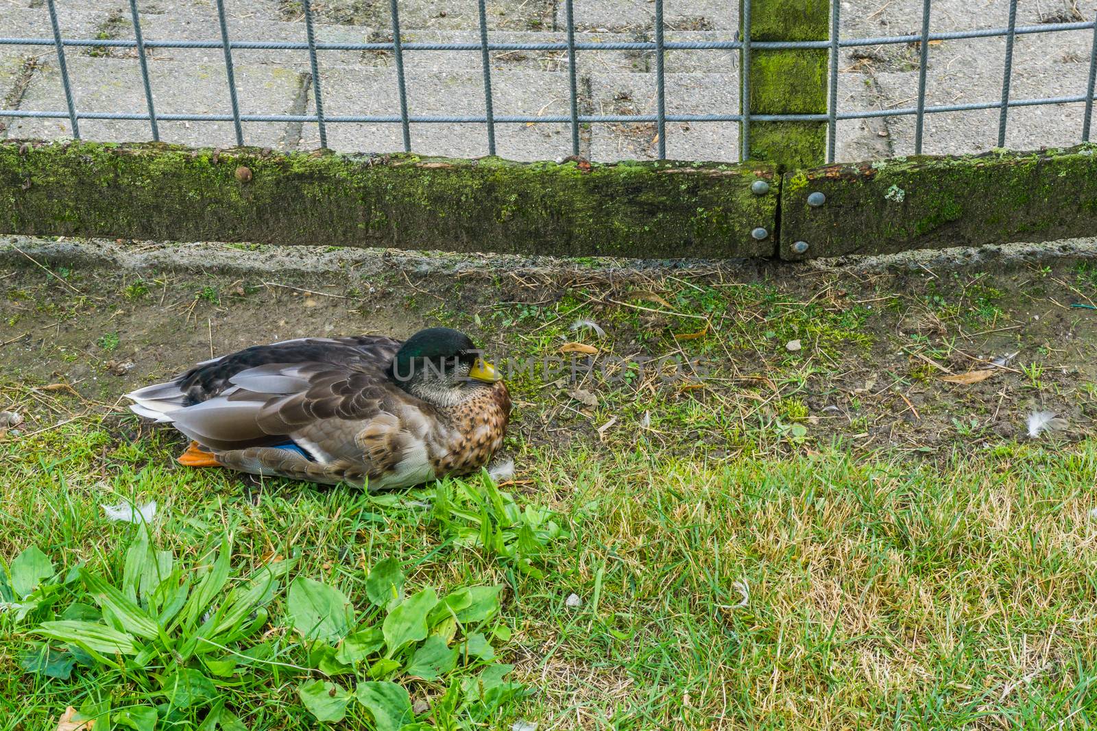 wild duck sitting in the grass with fence by charlottebleijenberg