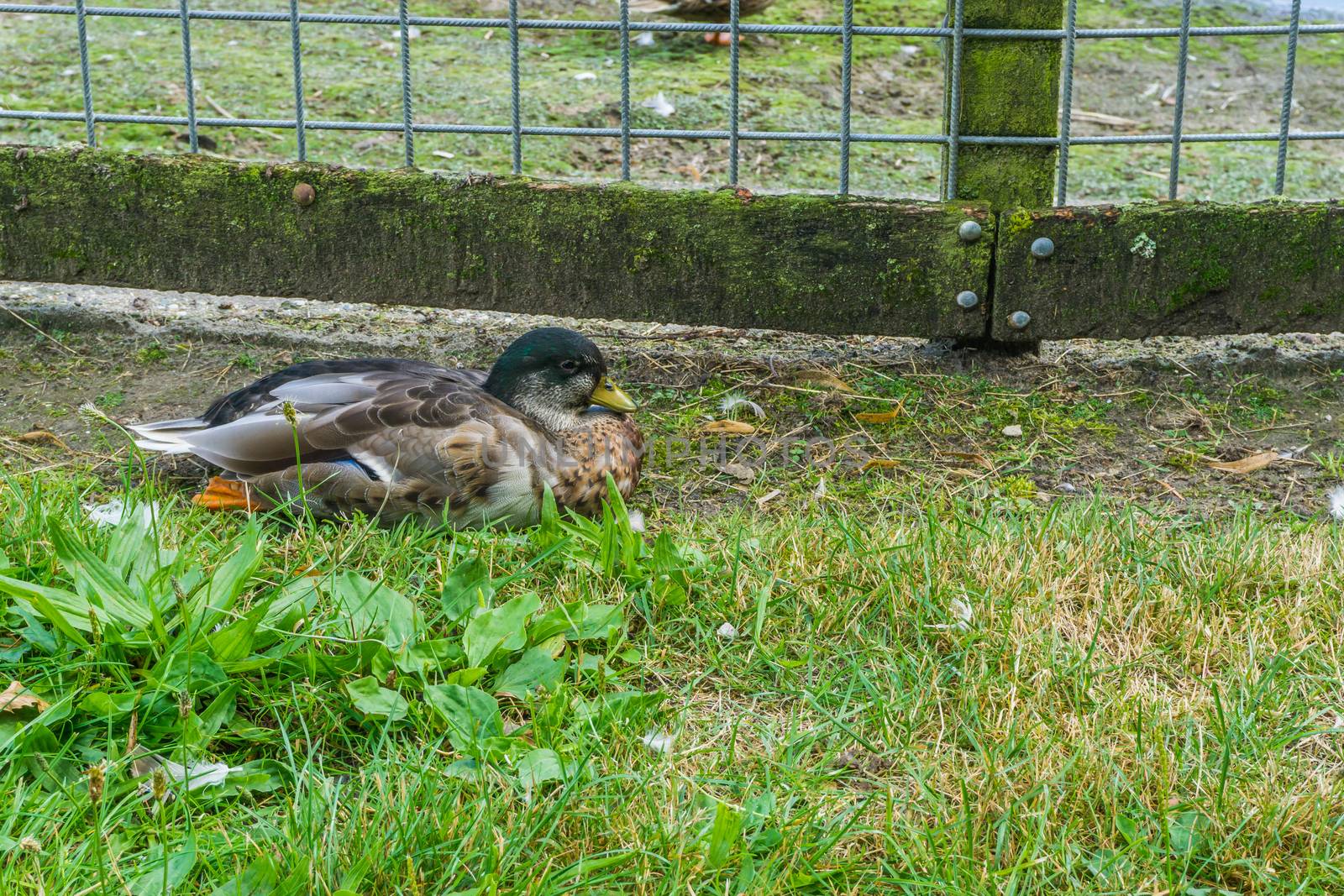 wild duck relaxing in the grass with fence by charlottebleijenberg