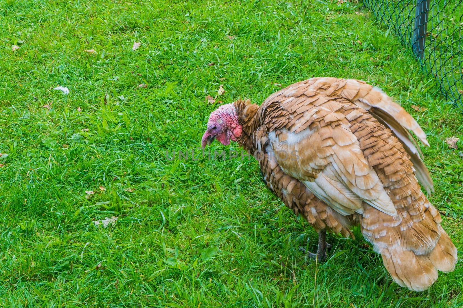 turkey bird in close up with grass lawn by charlottebleijenberg