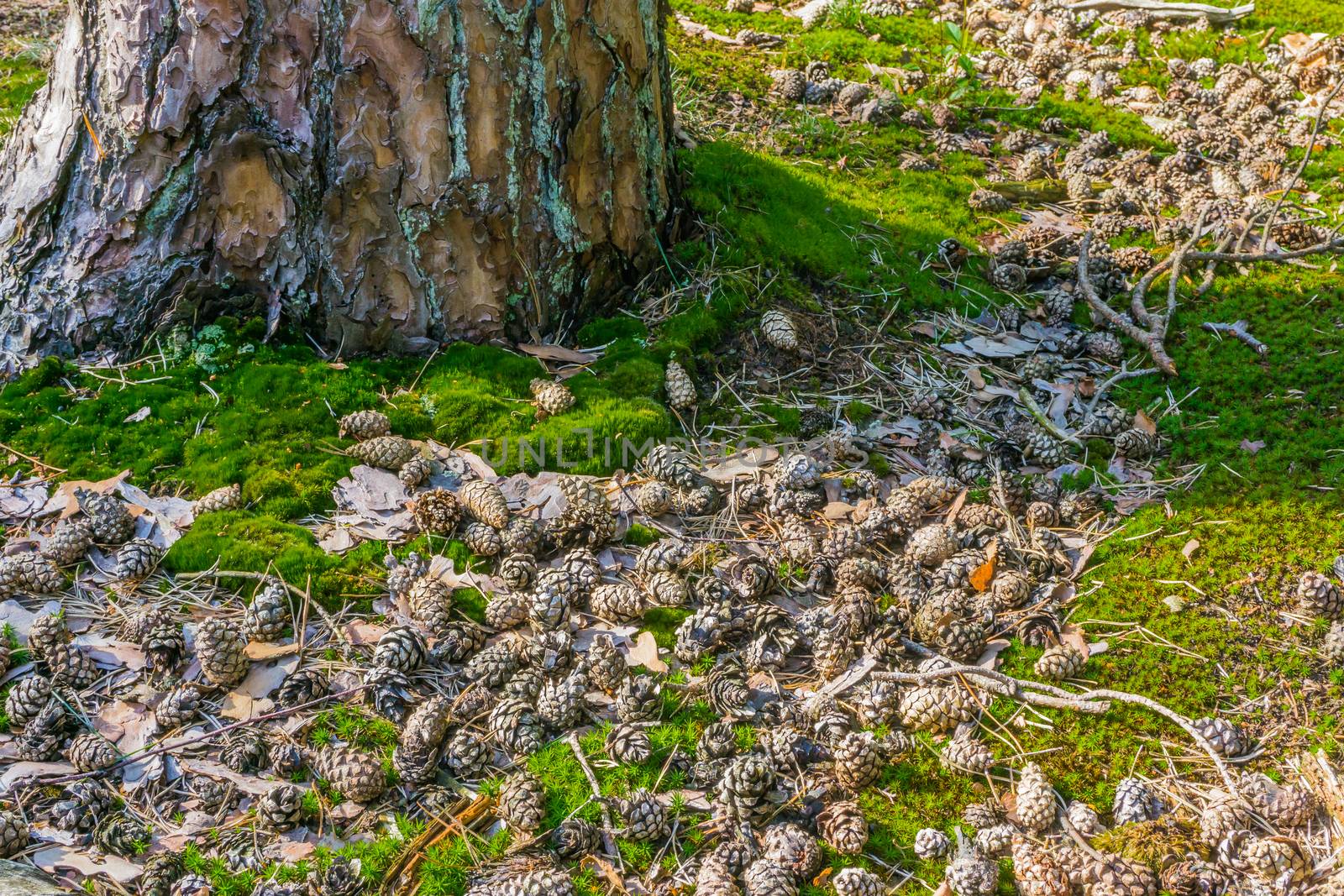 a lot of pine cones next to a tree trunk lying in the moss in the forest