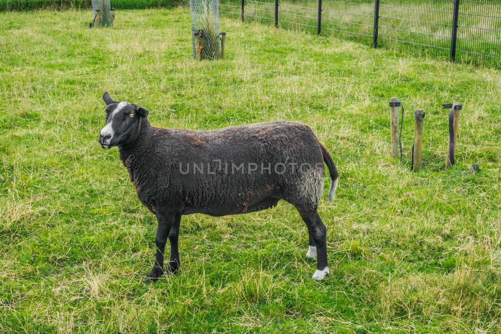 black sheep in the grass fields close up by charlottebleijenberg