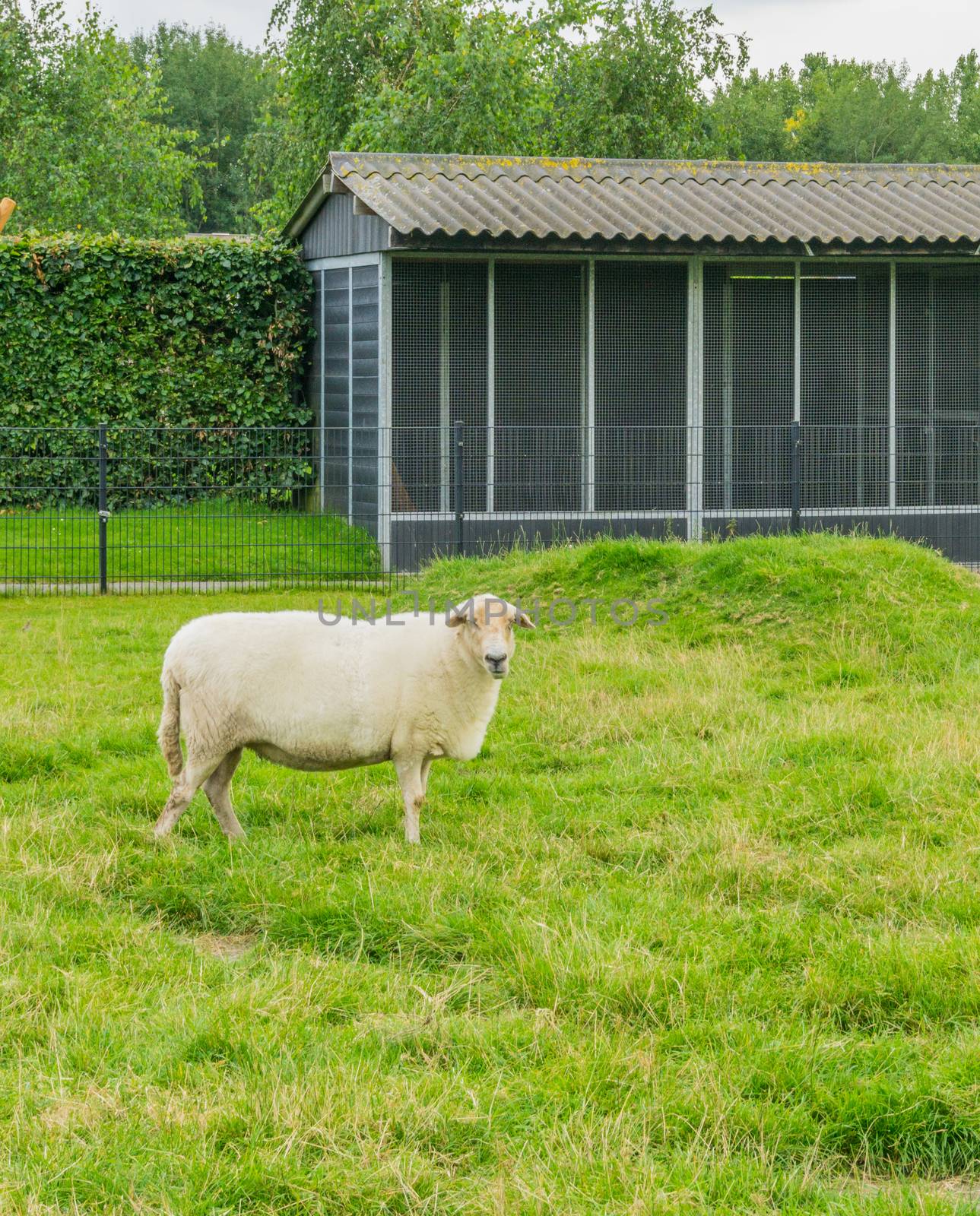 big sheep in the meadow looking by charlottebleijenberg