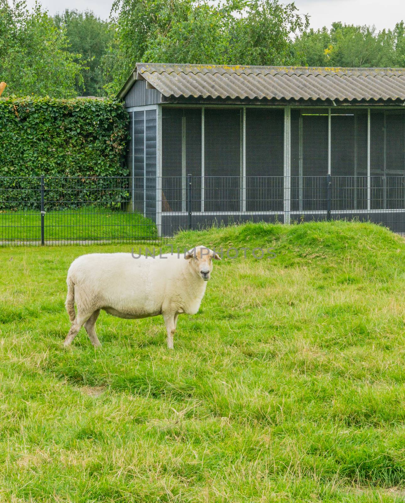 big sheep in the meadow looking