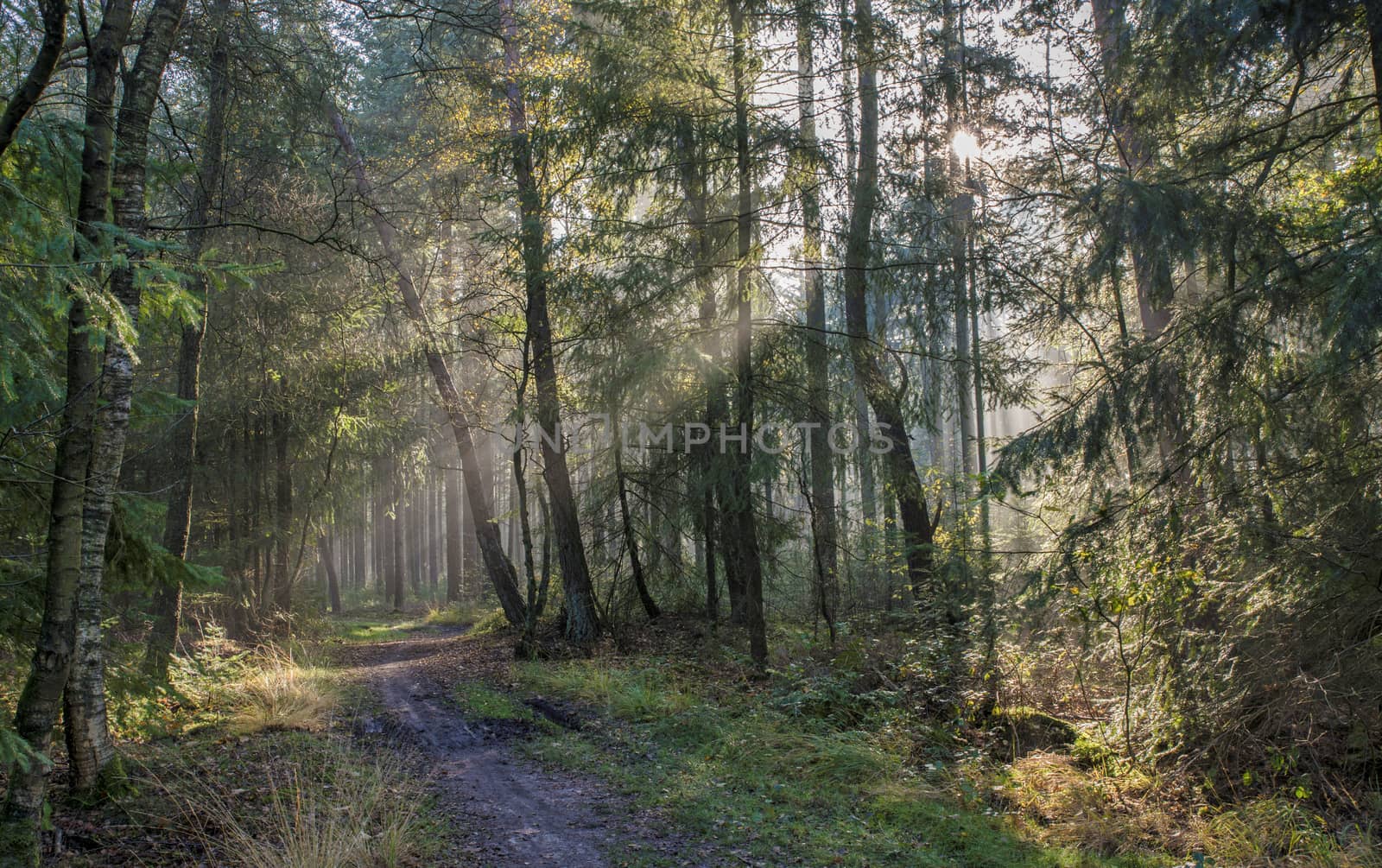 sunbeam in forest in holland by compuinfoto