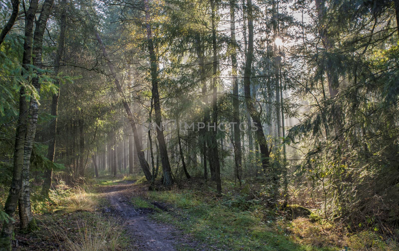 sunlight and sunbeams in the forest in nunspeet in holland park veluwe