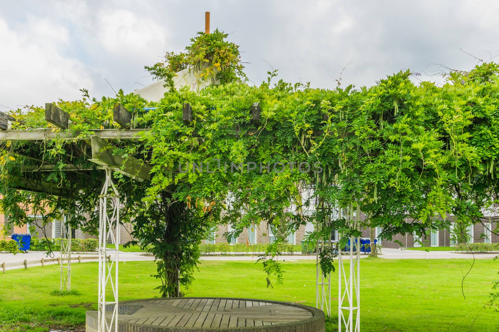 bean plant growing all over by charlottebleijenberg