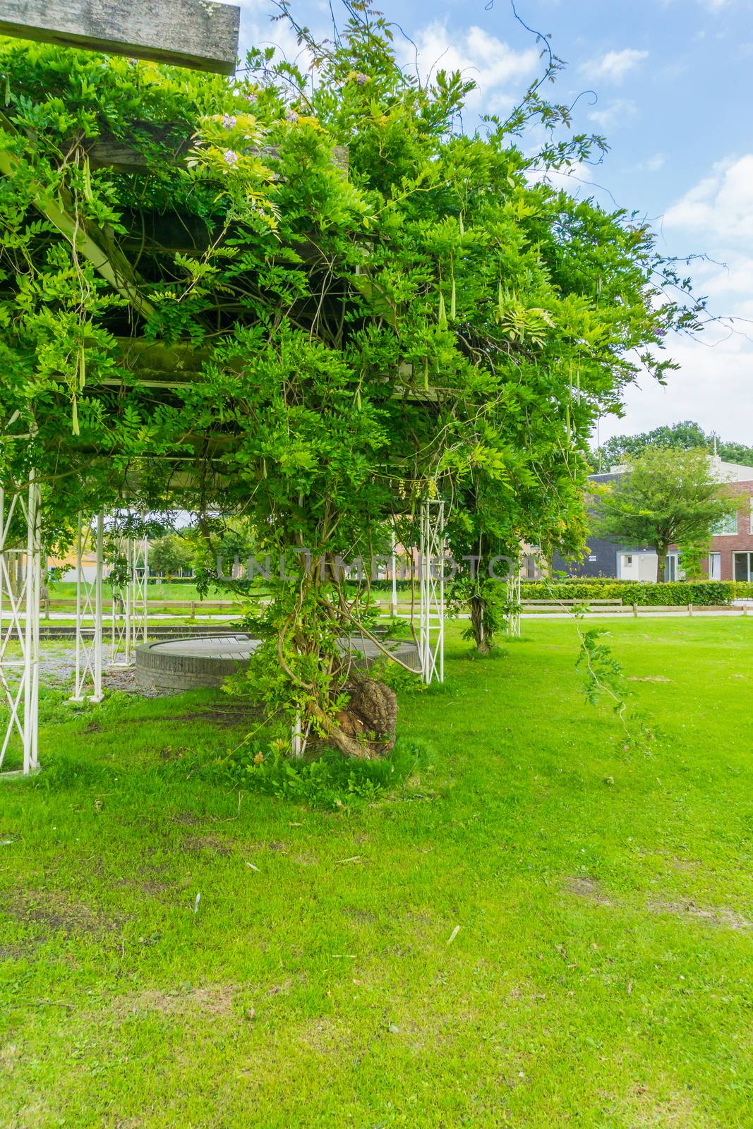 pea bean plant tree in the park