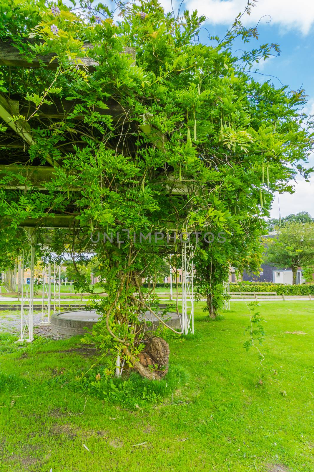 bean tree in the park close up by charlottebleijenberg