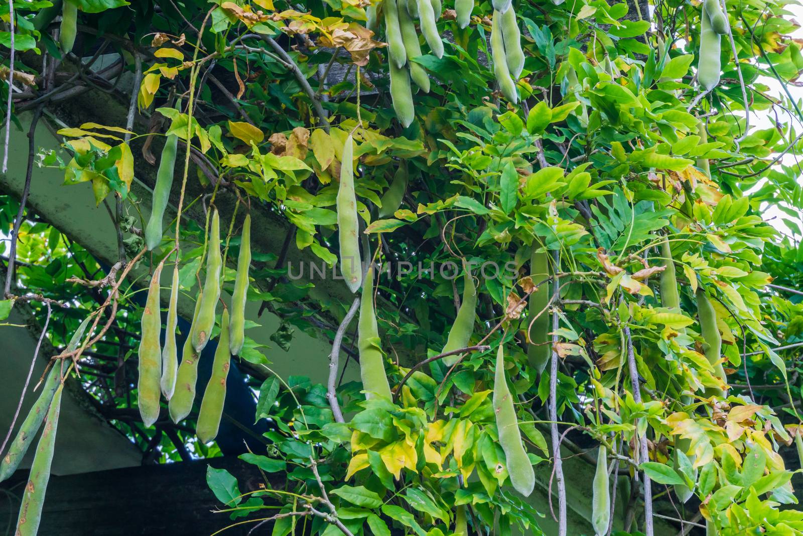 beans in a tree in close up by charlottebleijenberg