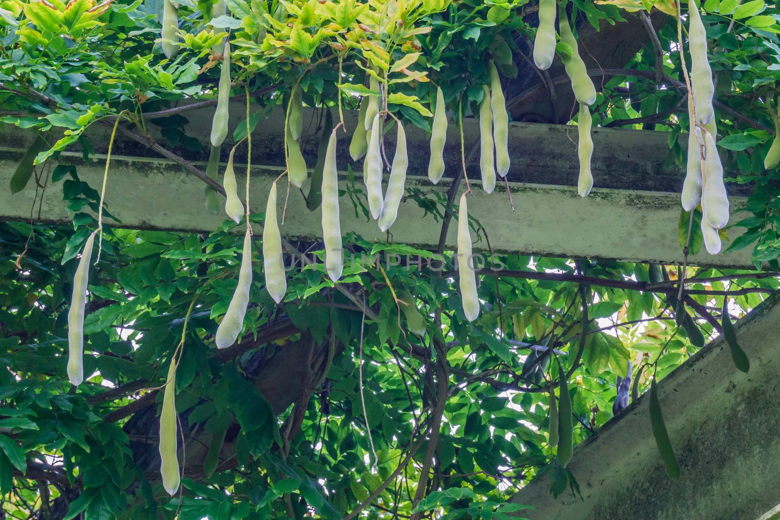 beans hanging on a bean plant on the roof by charlottebleijenberg