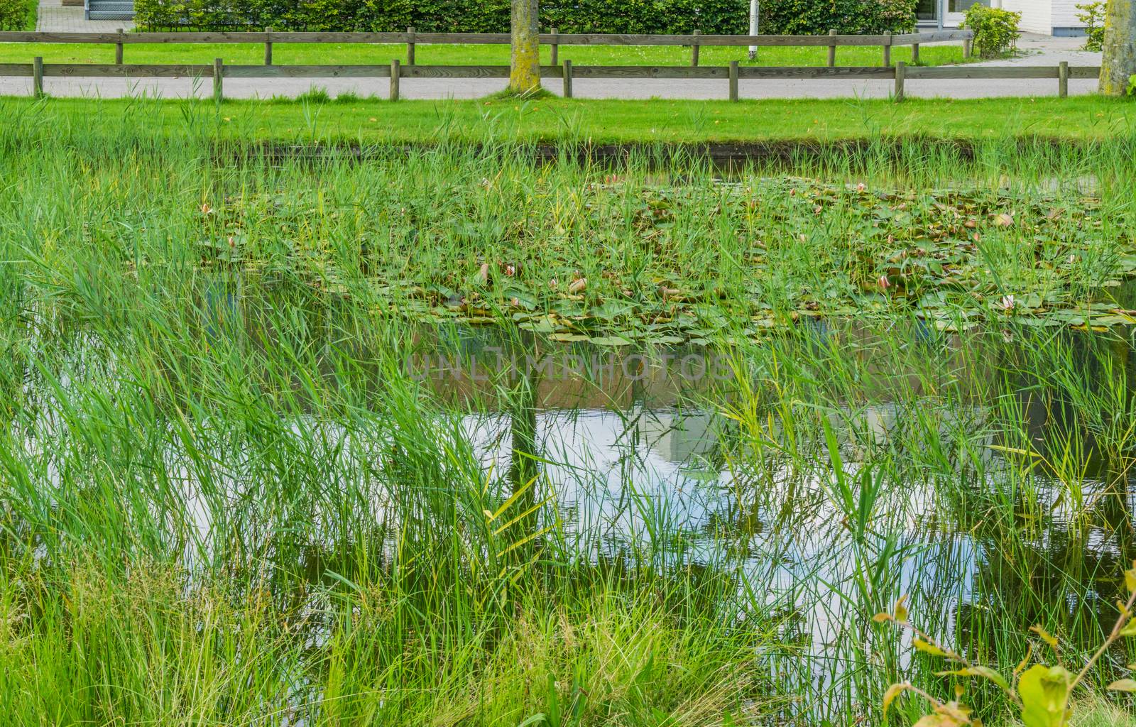 water pond in the park with pink lilly's