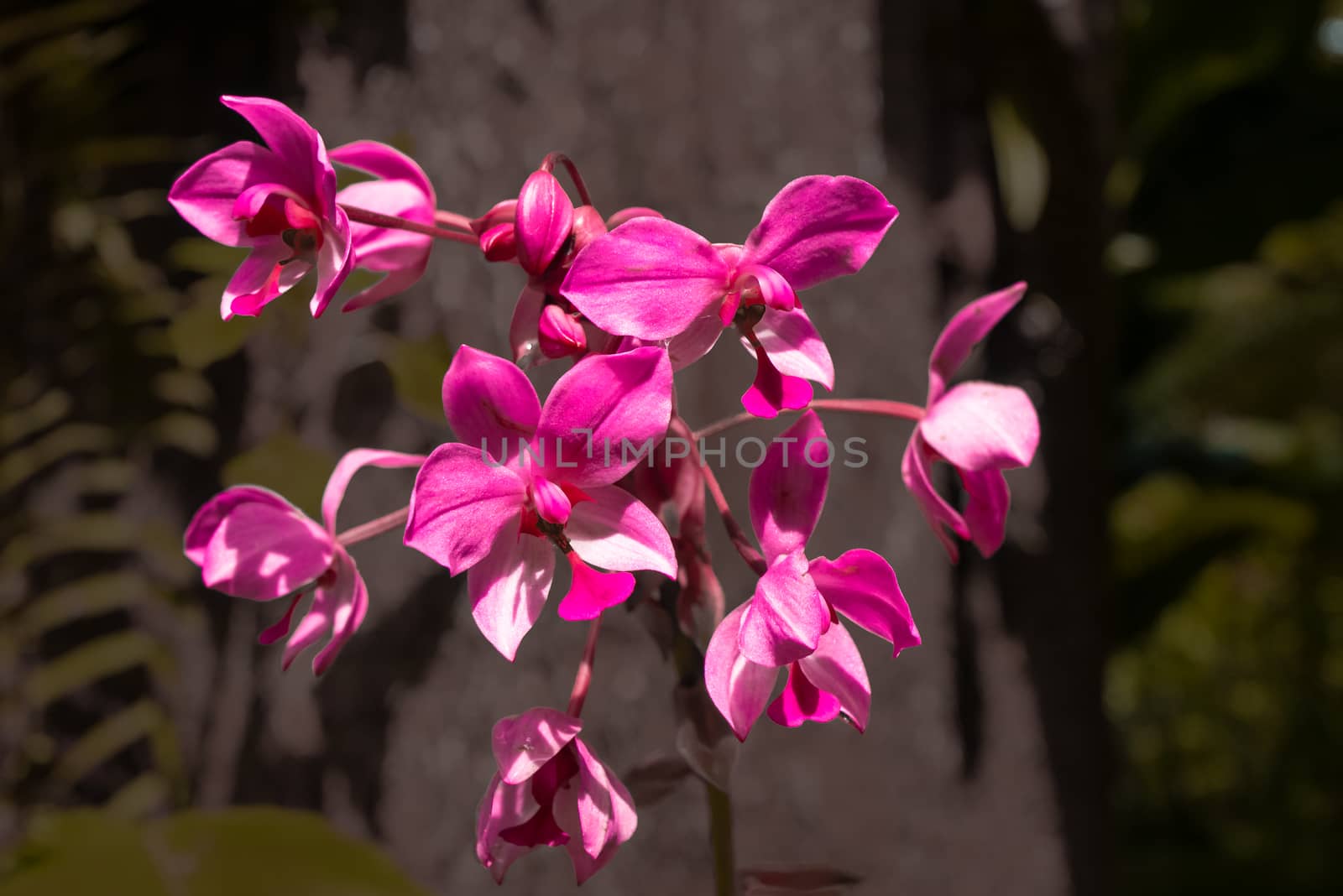 Pink orchid flower by wittaya