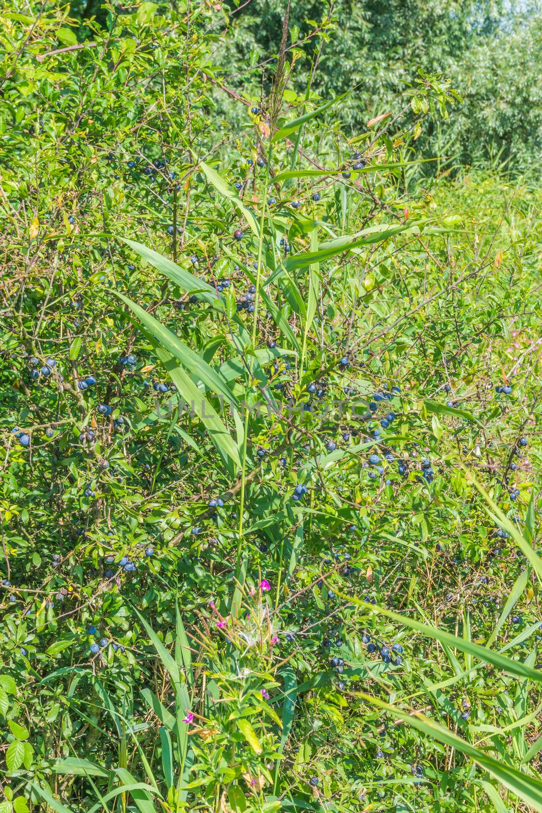 blue berry plant by charlottebleijenberg