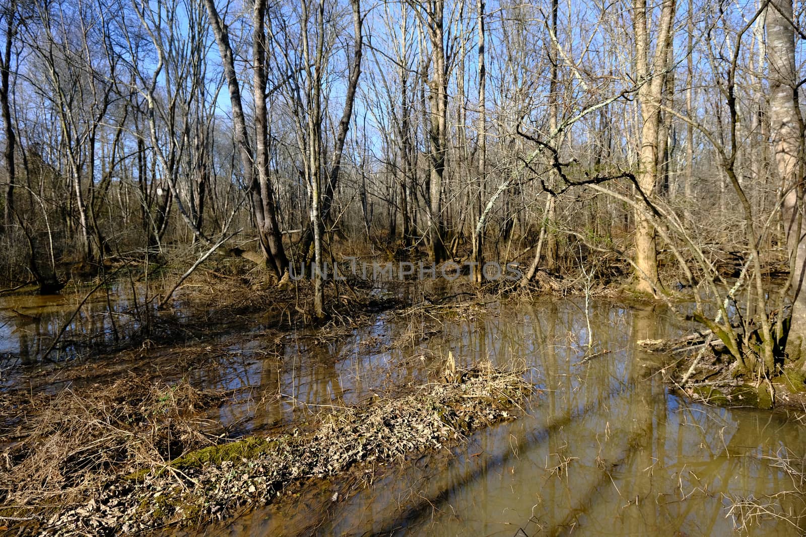 Flooded Woods in Winter by dbvirago