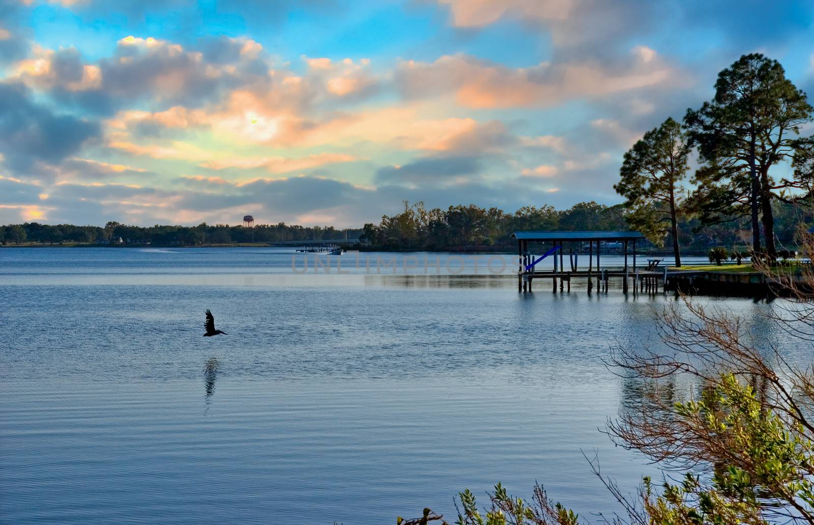 A pelican skimming the water in the bay in dawn light