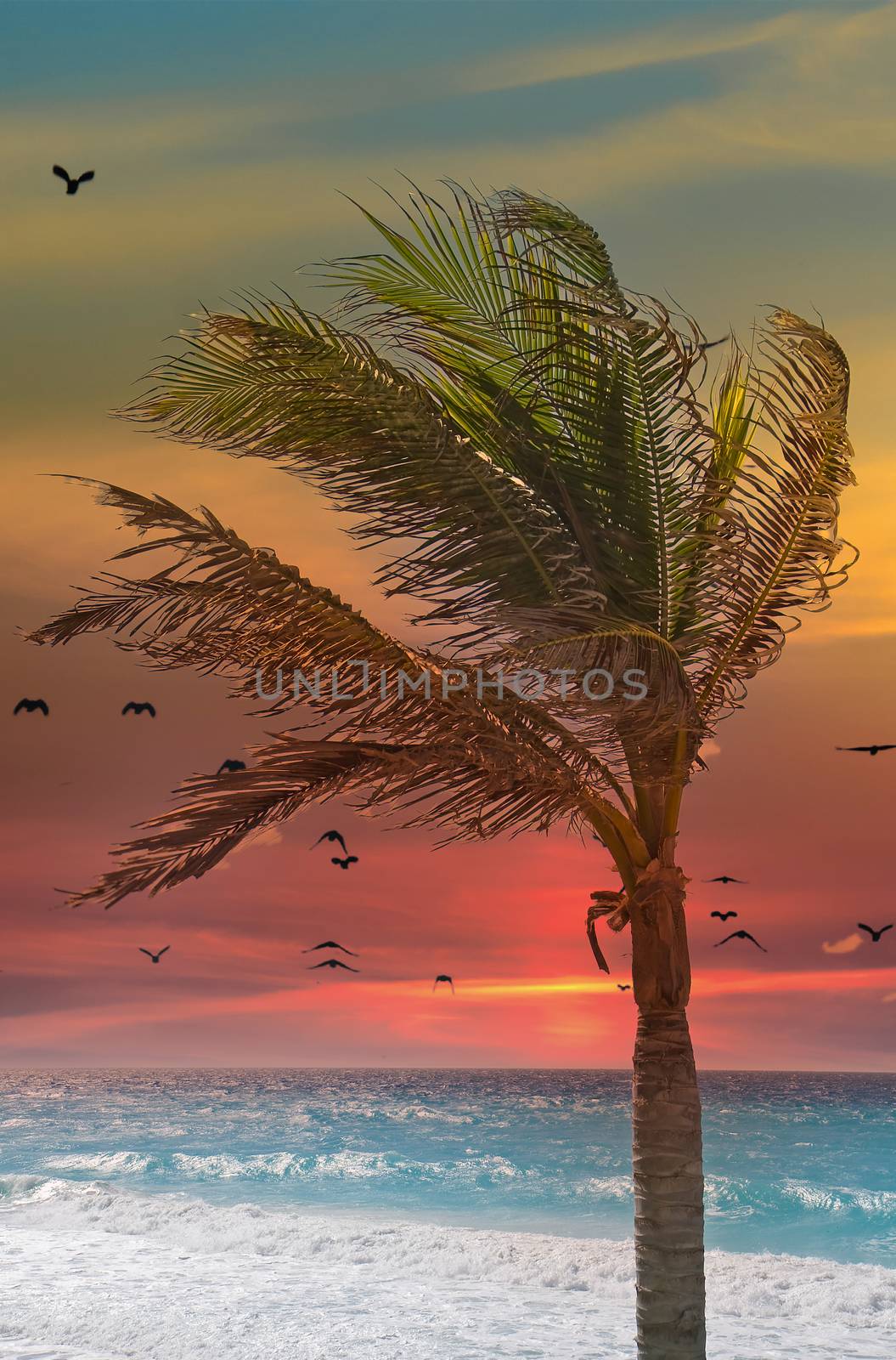 A palm tree blowing in the wing at a tropical beach