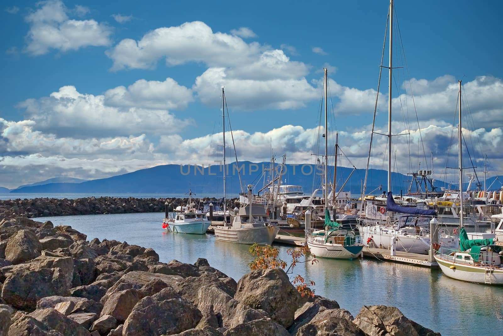 Yachts in Rocky Cove of Bellingham by dbvirago