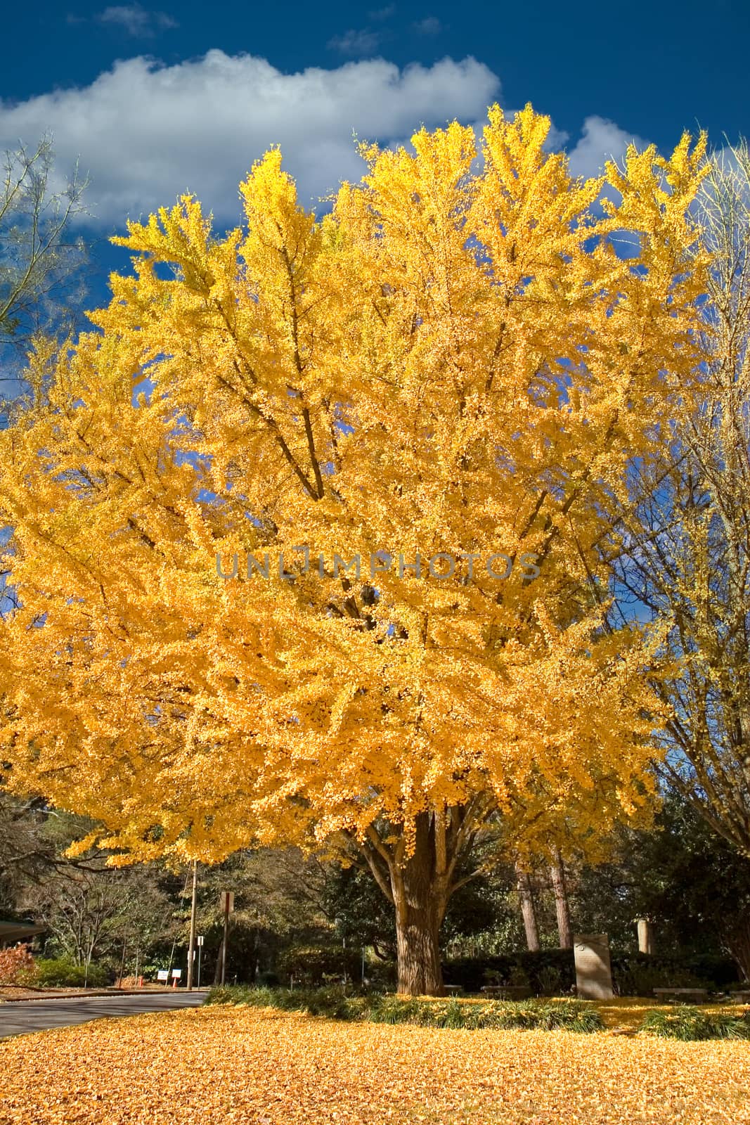 A tree with golden yellow leaves against a brilliant blue sky in the autumn