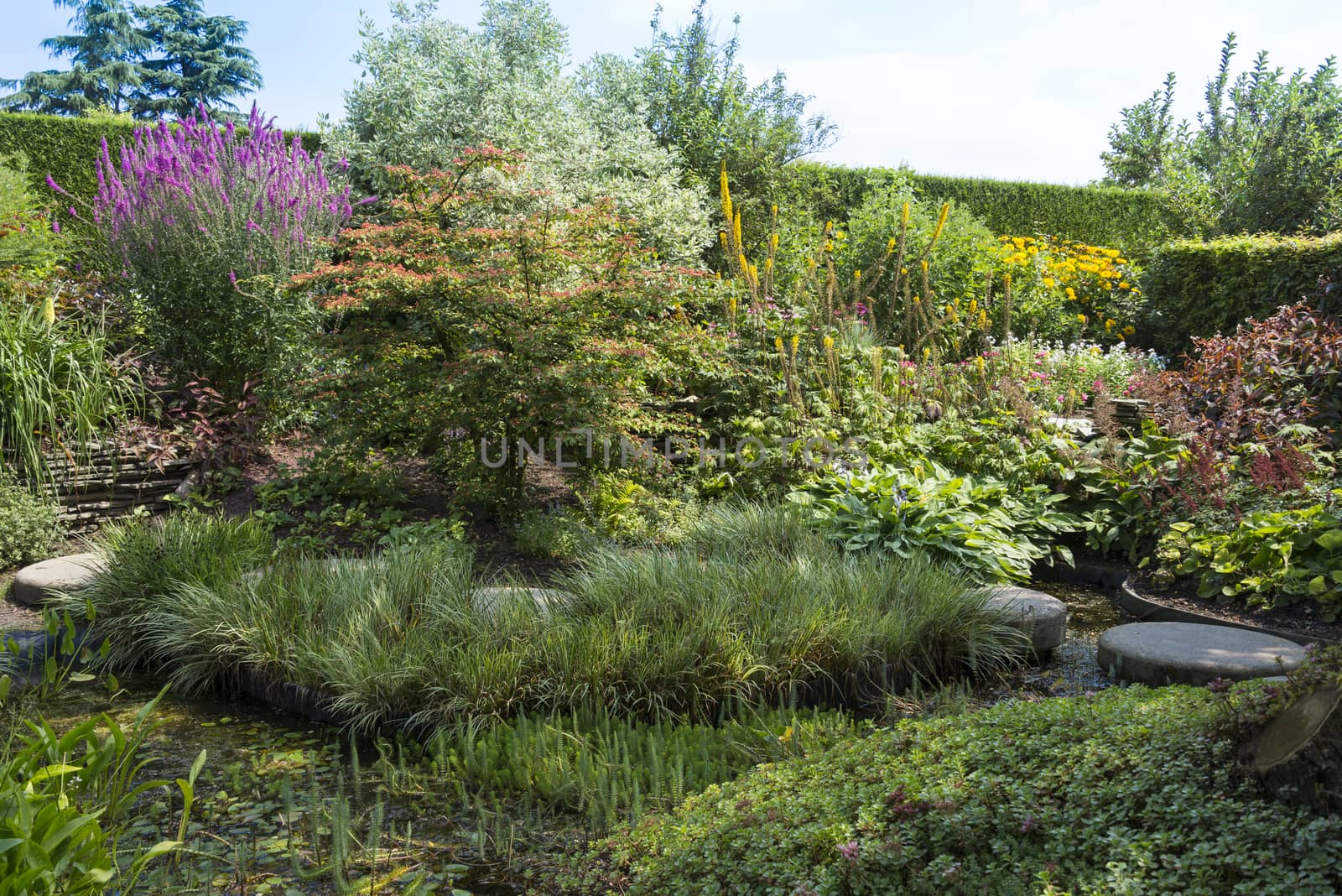 english garden with wild flowers in yellow pink and red with rocks and stepping stones